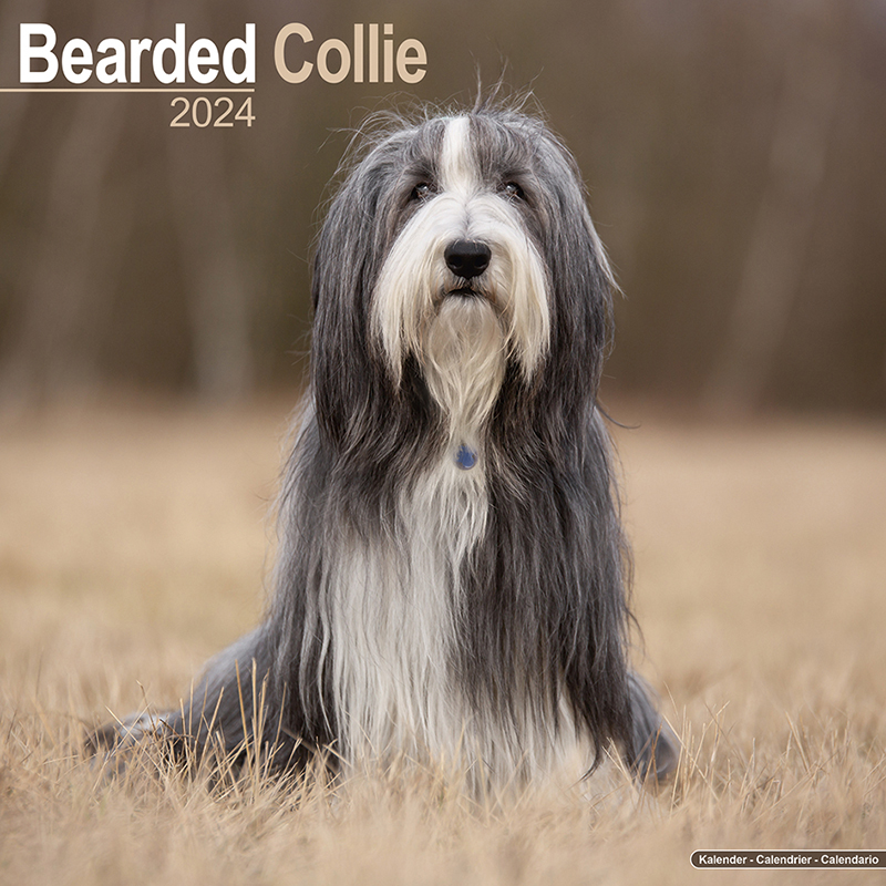 Calendrier 2024 Bearded Colley - Beardie