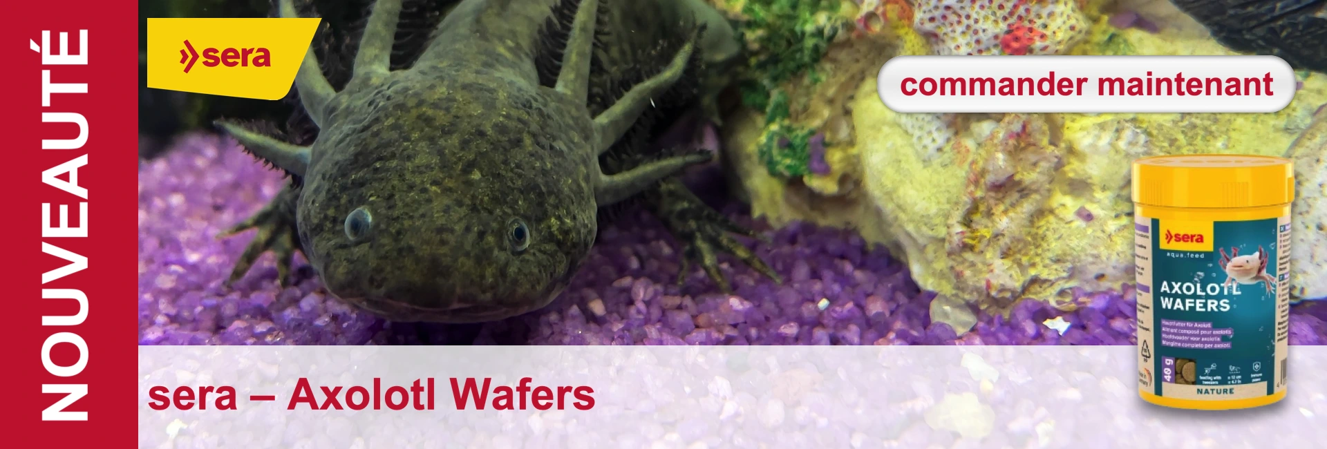 Axolotl dans un aquarium devant des pierres violettes, à côté d'un paquet d'aliments pour axolotl. Texte : "SERA - Axolotl Wafers".