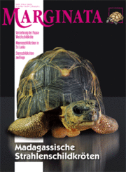 Marginata Nr. 29 - Madagasische Strahlenschildkröte