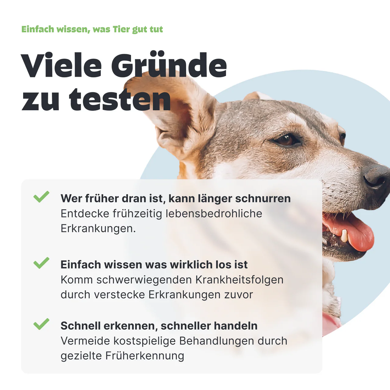 Urintest Kit für Hunde