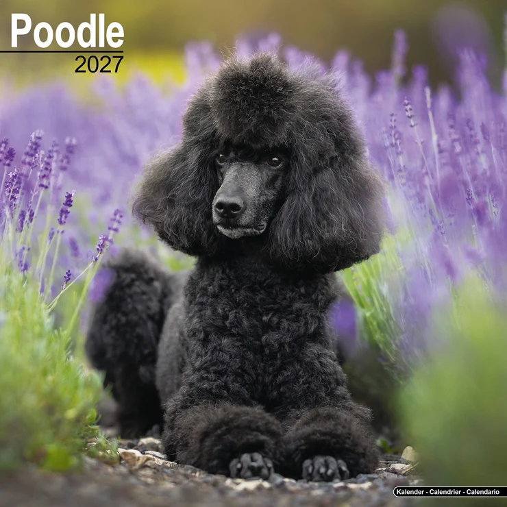 Kalender 2027 Pudel - Poodle - Caniche