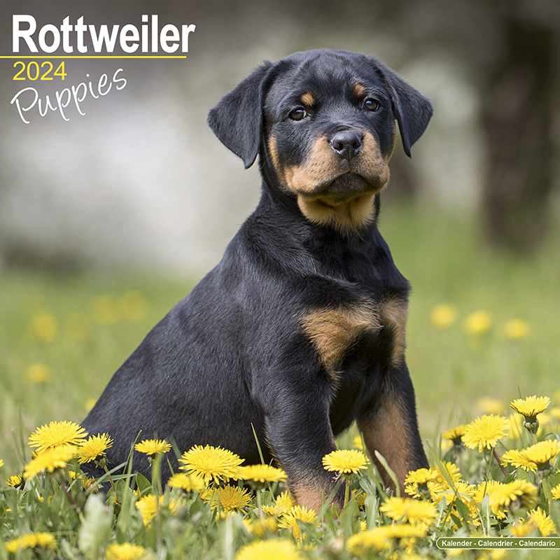 Kalender 2024 Rottweiler - Welpe
