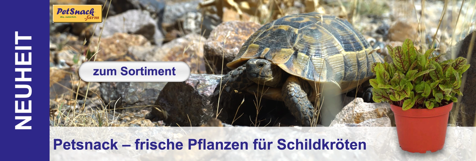 Eine Landschildkröte mit gelb-braun gemustertem Panzer sitzt auf steinigem Boden mit trockenem Gras. Rechts daneben steht eine kleine Topfpflanze mit grünen Blättern und roten Adern im orangefarbenen Topf.