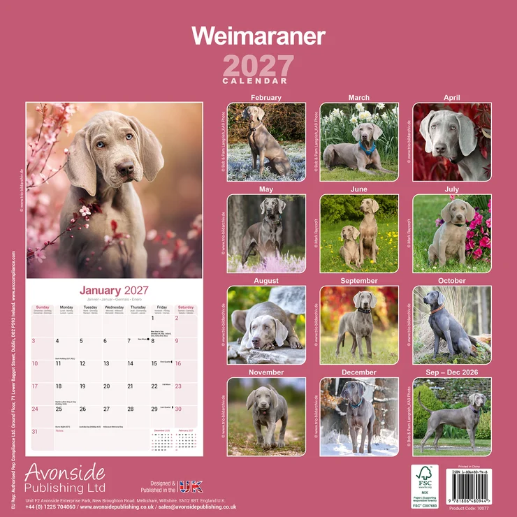 Kalender 2027 Weimaraner