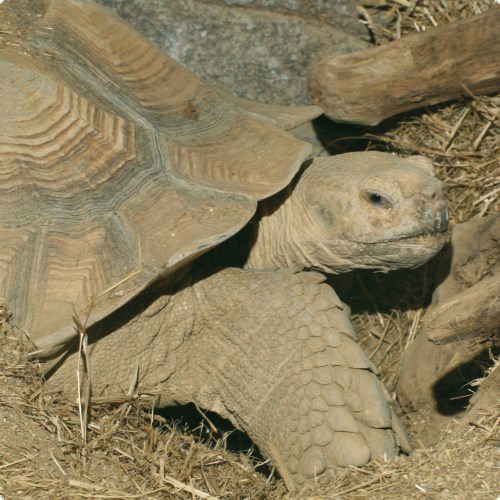 Schildkrötensonne Terra 