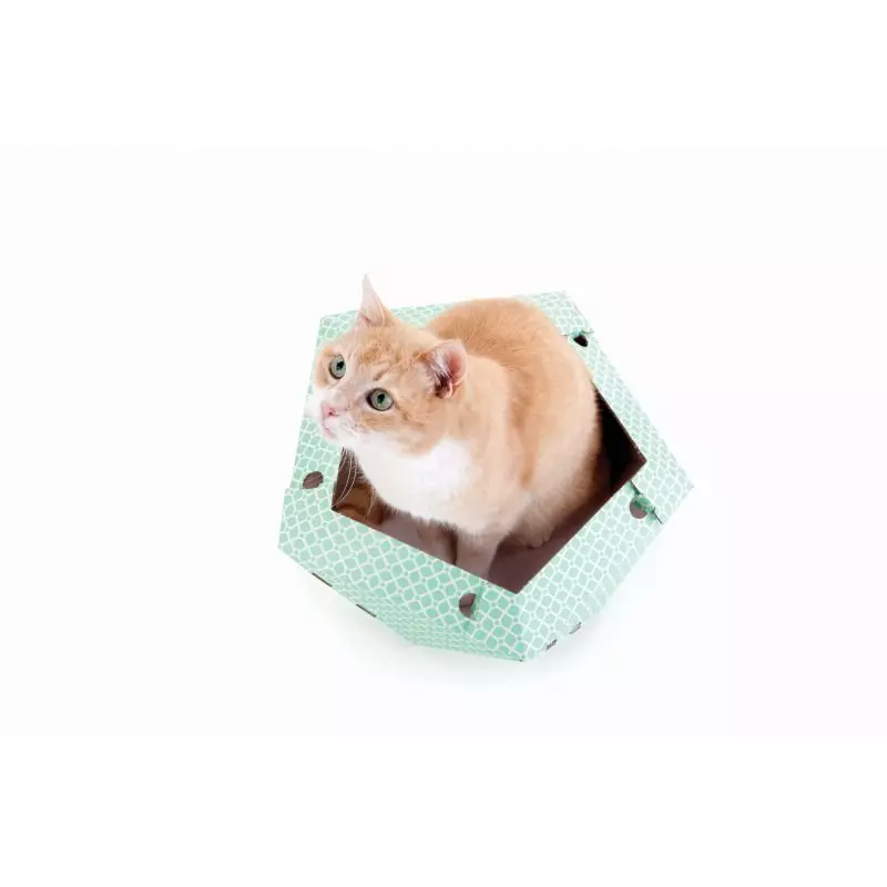 Cat in the box Oliver