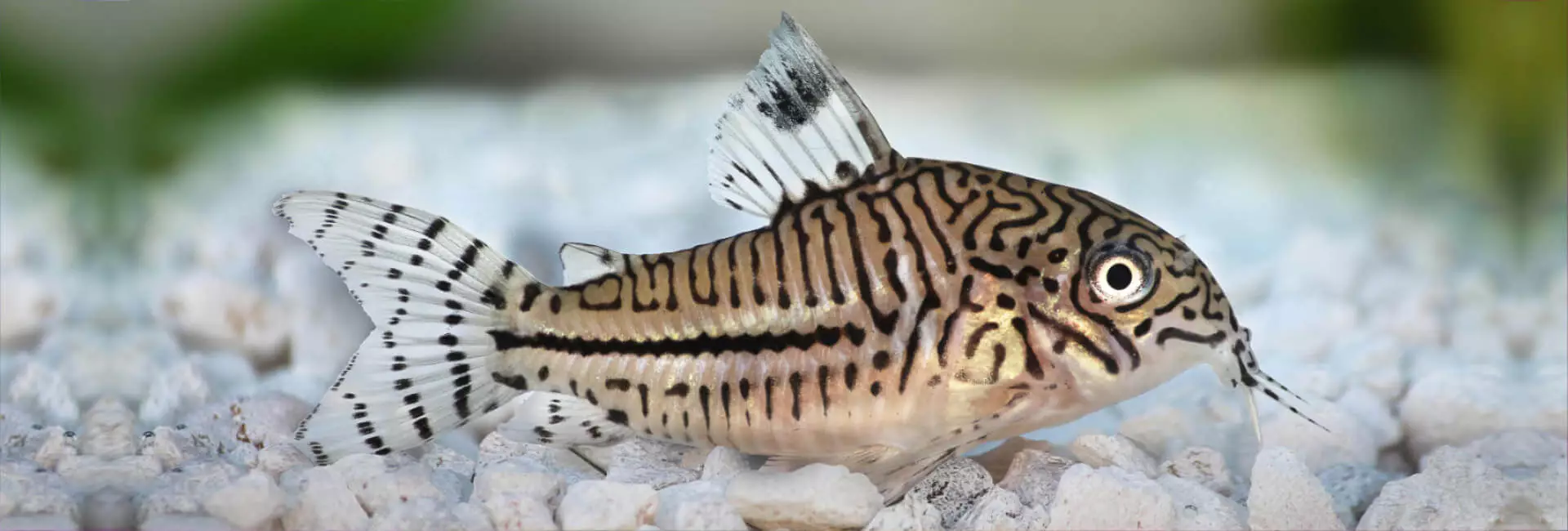 Aquarium Bodengrund