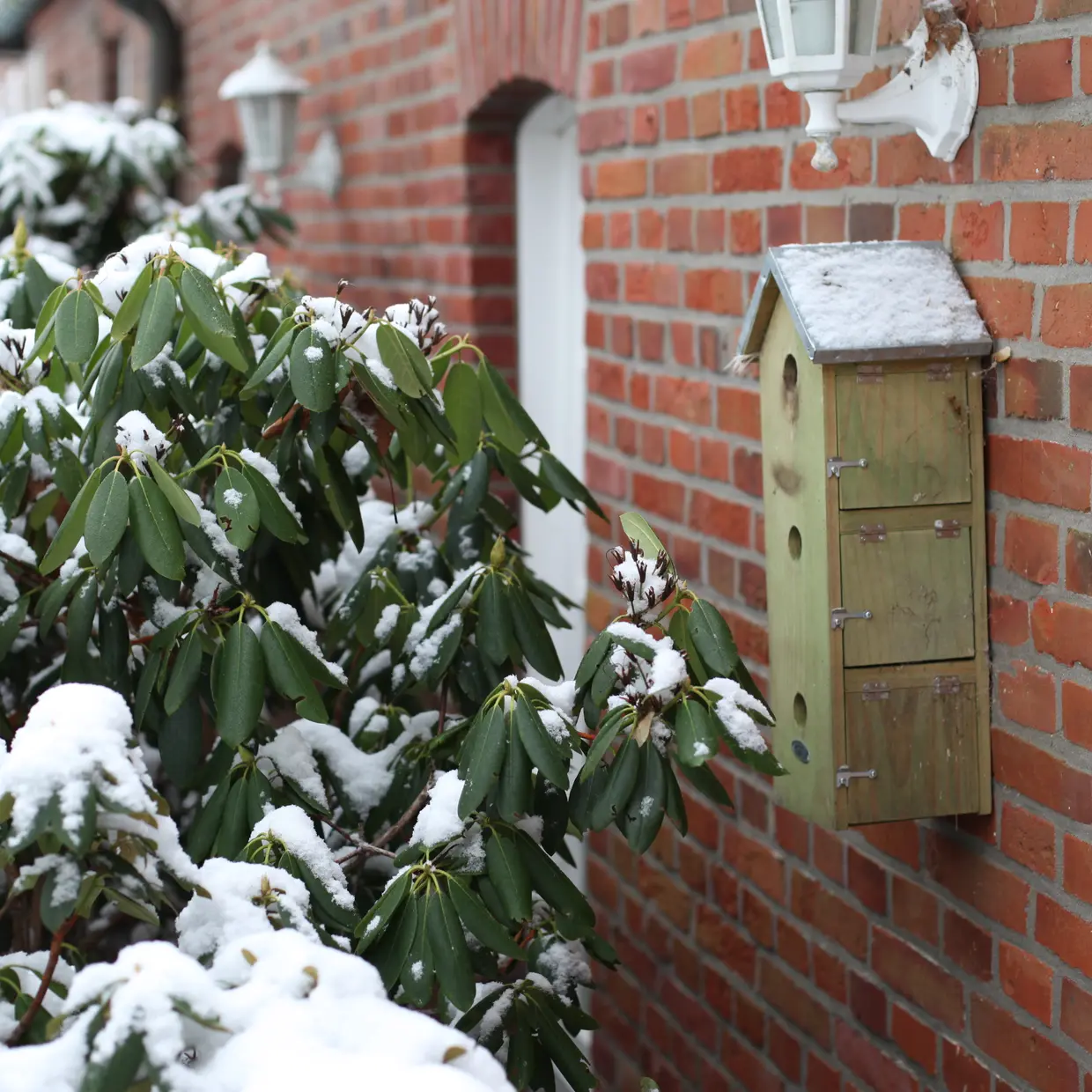 Un cespuglio di rododendro verde, con foglie e rami coperti da uno spesso strato di neve fresca, si erge davanti a un muro di mattoni. Sul muro è appeso un hotel per insetti verde chiaro a piani con neve. Sopra pende una lanterna bianca.