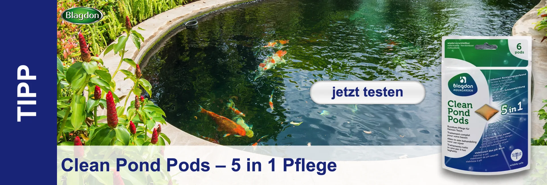Klarer Teich mit bunten Koi-Karpfen, umgeben von grünen Pflanzen und roten Blüten. Rechts eine Packung Blagdon Clean Pond Pods für 5-in-1-Teichpflege. Ein Jetzt testen-Button schwebt über dem Wasser. Unten Clean Pond Pods, links TIPP.