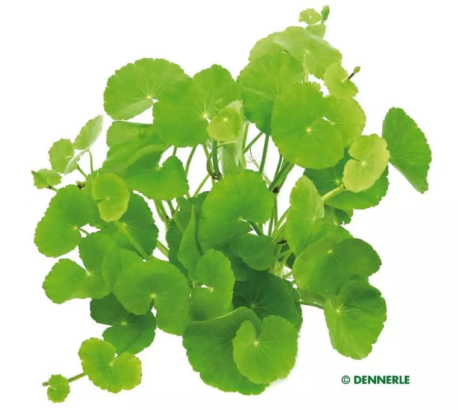 Dennerle Hydrocotyle leucocephala - Brasiliansicher Wassernabel