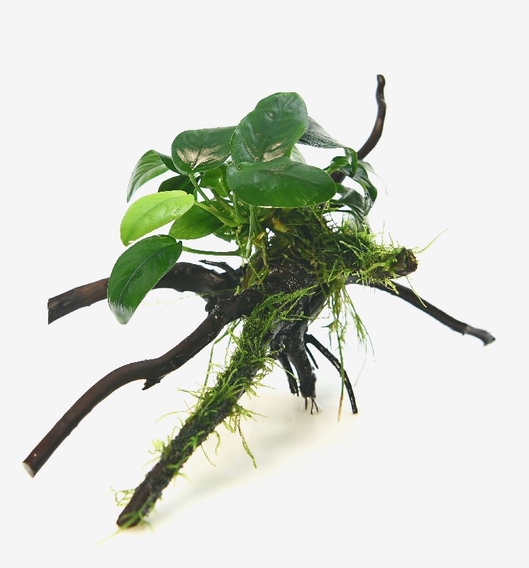 Anubias barteri nana avec Taxiphyllum barbieri Spiderwood