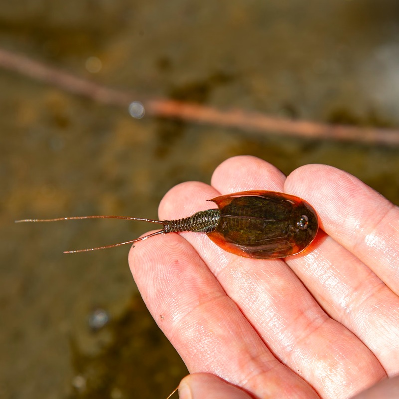Medium prehistoric crab complete set