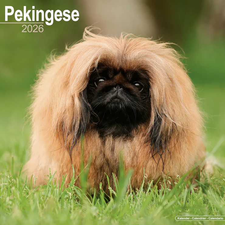 Calendar 2025 Pekinese - Pekingese - Palace Dog