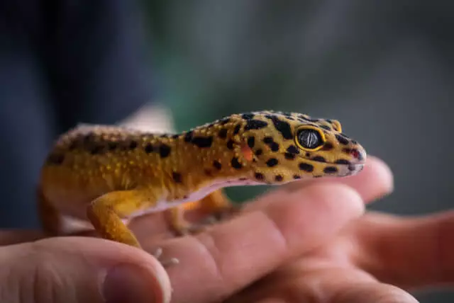 Terraristik - Was versteht man unter Terraristik?