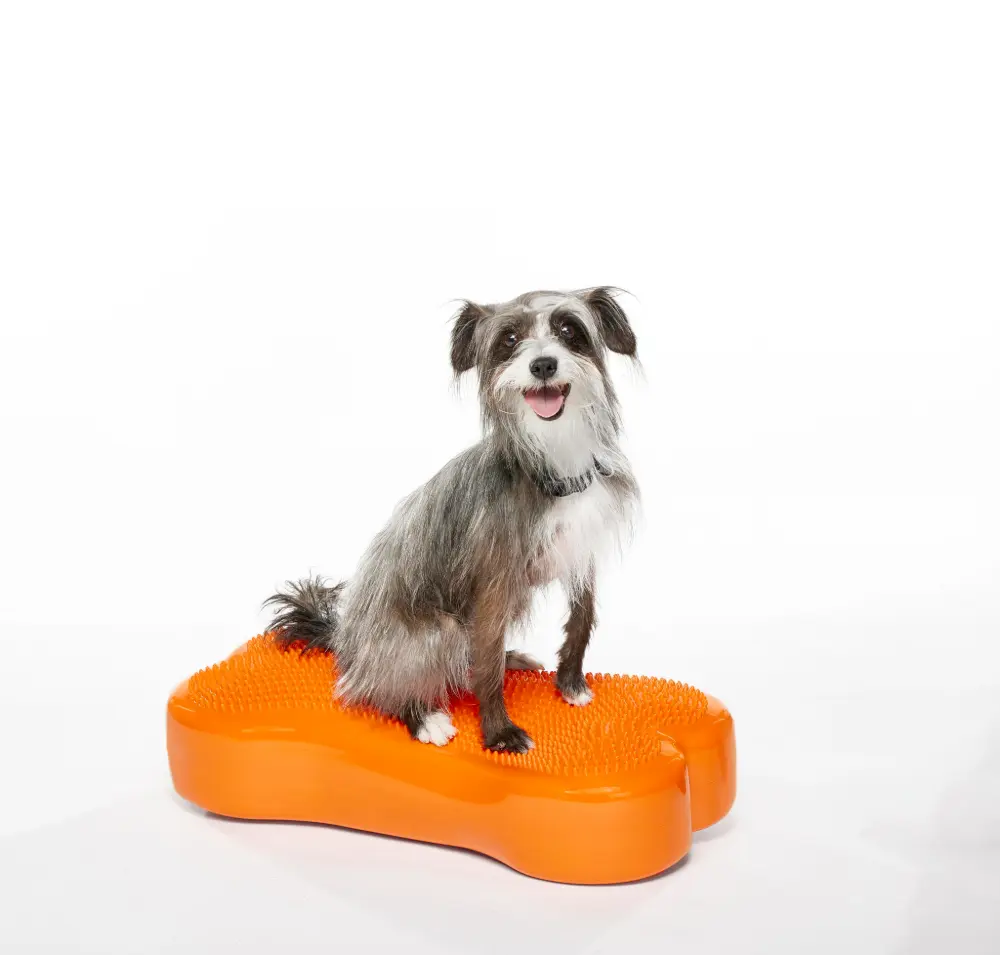 Ein kleiner, zotteliger Hund mit grau-weißem Fell sitzt fröhlich auf einem orangefarbenen, knochenförmigen Balancekissen mit Noppenoberfläche fürs Gleichgewichtstraining und Physiotherapie. Er blickt freundlich in die Kamera.