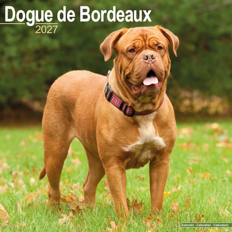 Kalender 2027 Bordeauxdogge - Dogue de Bordeaux