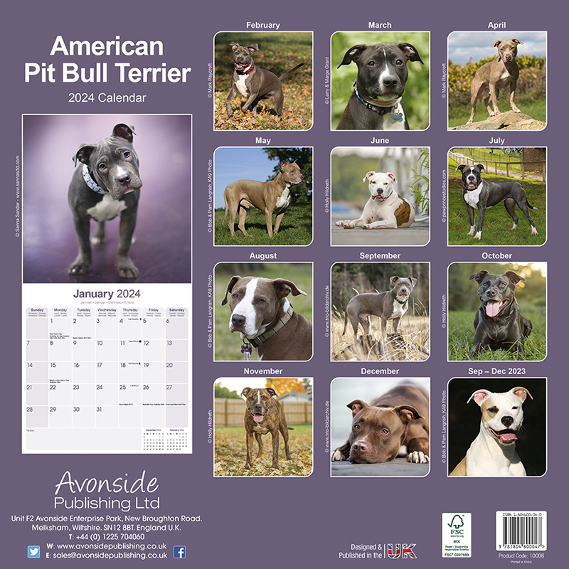 Kalender 2024 American Pit Bull Terrier