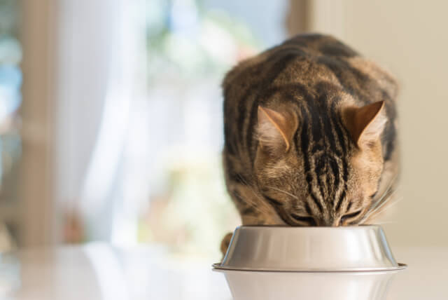 Bowl & drinking trough