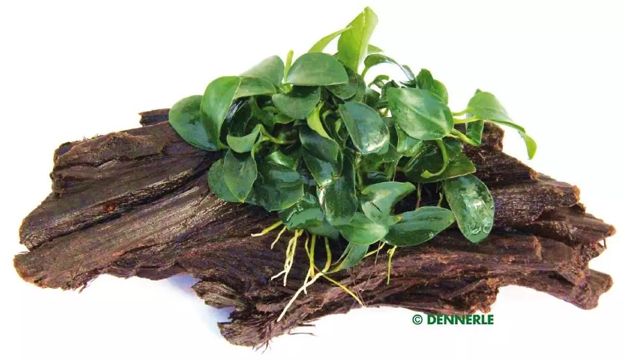 Dennerle Anubias nana Bonsai auf Wurzel