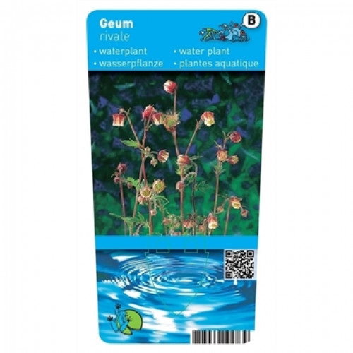 Etikett für eine Wasserpflanze namens Geum rivale mit Bild der Pflanze. Blütenstände in Rot- und Gelbtönen vor grünem Hintergrund. Unten blaue Wasserringe.
