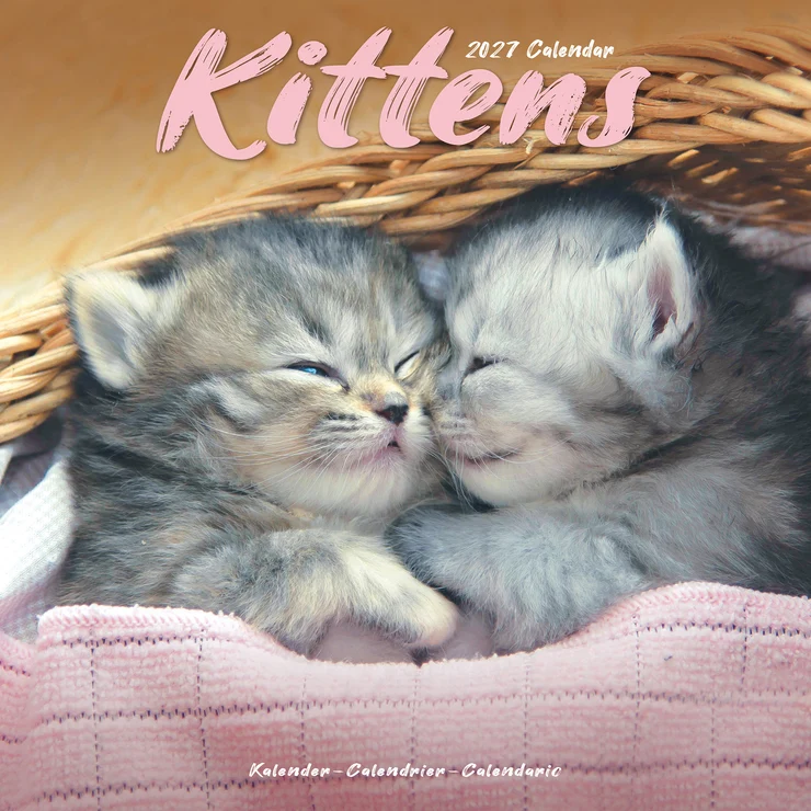 Kalender 2027 Kätzchen - Kitten
