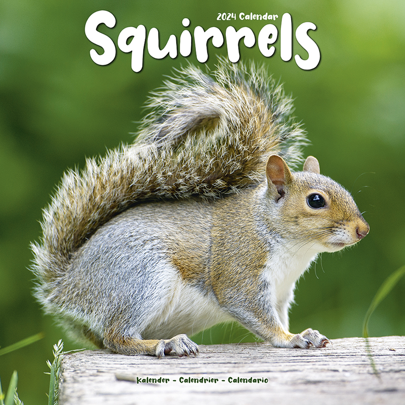 Kalender 2024 Eichhörnchen - Squirrels