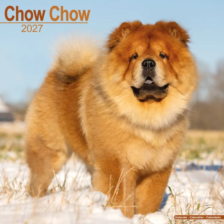 Calendario 2026 Chow Chow