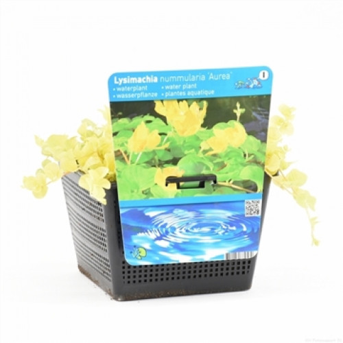 Golden pennywort aquatic plant in a black net pot with product label against a white background.