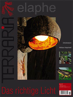 Terraria 37 - The correct light