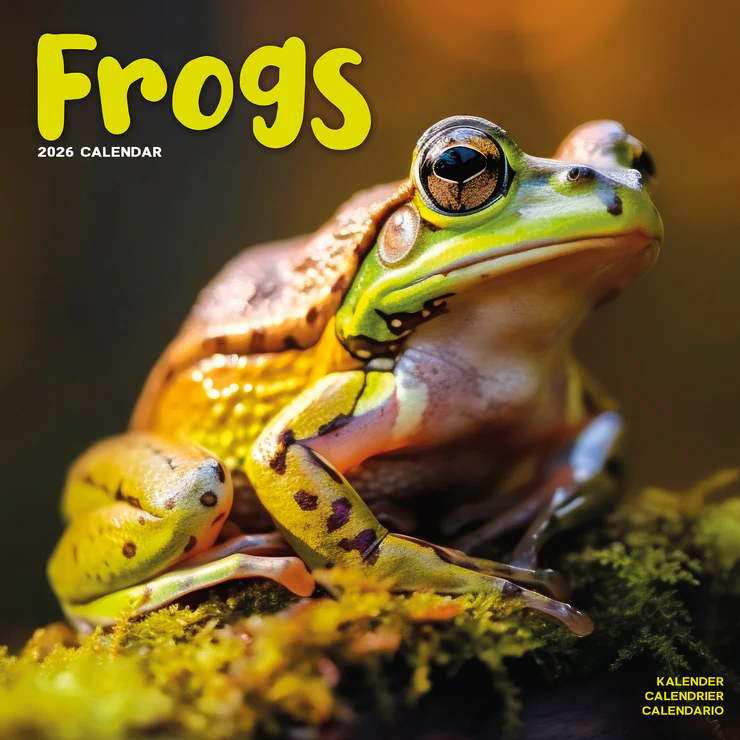 Gros plan d'une grenouille verte sur de la mousse, page de couverture du calendrier "Grenouilles 2026".