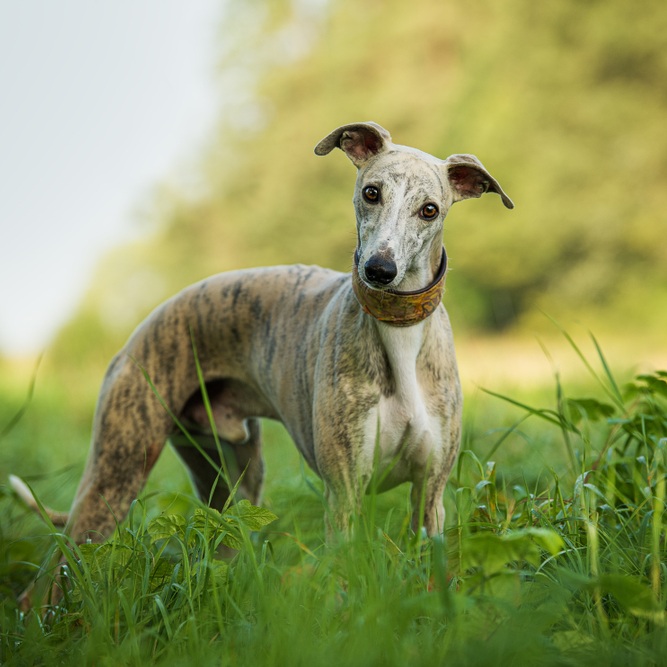 Ein schlanker, gestromter Whippet steht im grünen Gras und schaut aufmerksam in die Kamera. Er trägt ein breites Halsband.