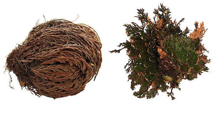 Lucky Reptile - Rose of Jericho
