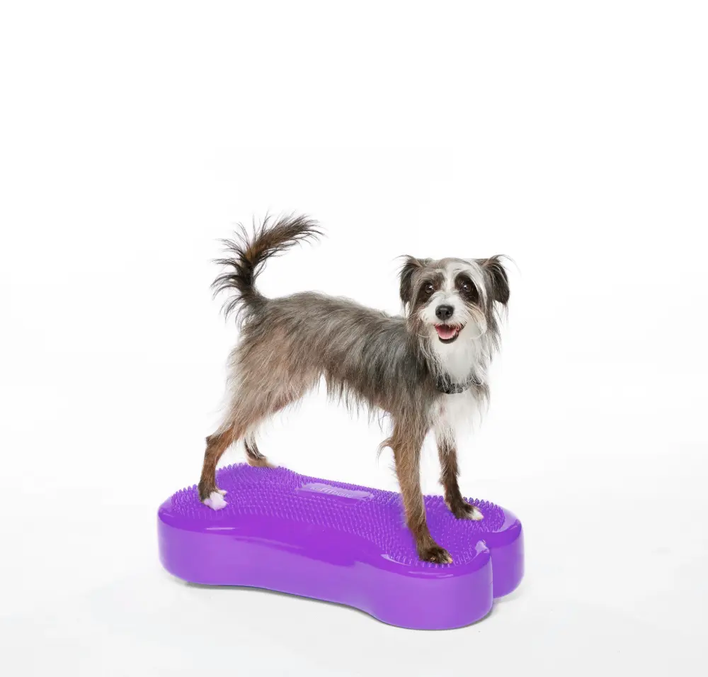 Ein freundlicher, zotteliger grau-weißer Hund steht auf einer lila, knochenförmigen Balance-Plattform. Er blickt mit offenem Maul fröhlich in die Kamera, alle vier Pfoten fest auf der Oberfläche, bereit fürs Training.