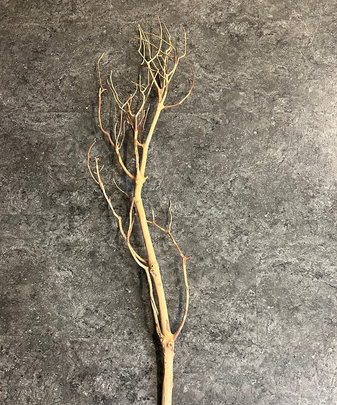 Ein kahler, beiger Zweig mit vielen dünnen, abstehenden Ästen liegt auf einer grauen, texturierten Fläche.