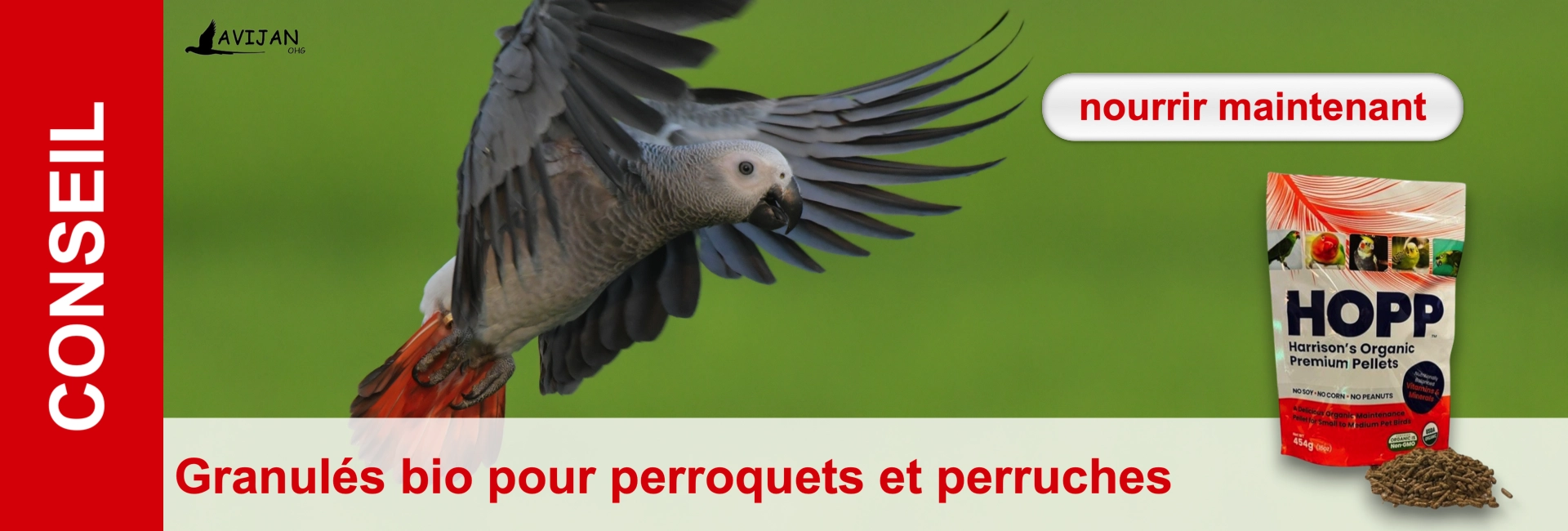 Perroquet gris en vol sur fond vert, à droite un emballage de nourriture avec l'inscription "HOPP" et des granulés bruns. Texte "nourrir maintenant".