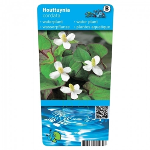 English water mint (9cm) - Preslia cervina 'Alba'