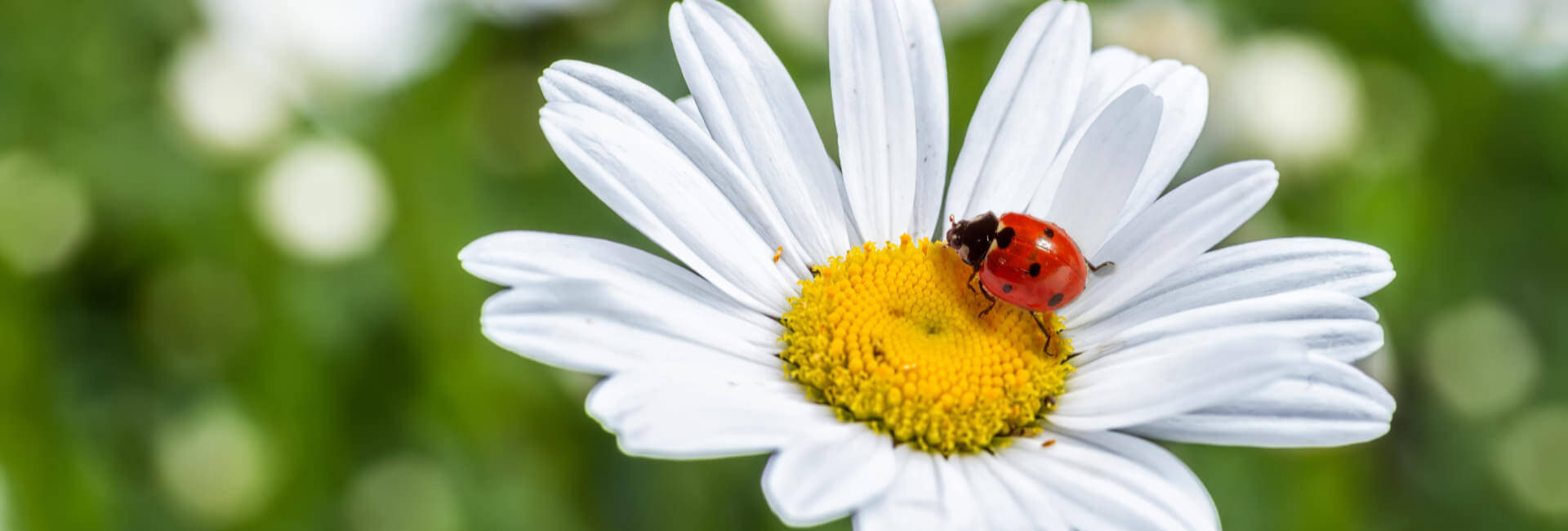 Insekten