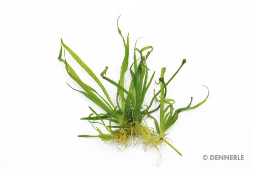 Helanthium tenellum Broad Leaf - In-Vitro