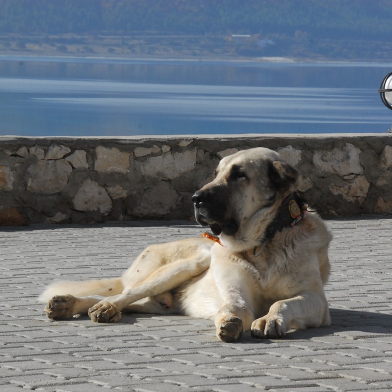 Ein liegender Kangal Hund mit schwarzer Maske, im Hintergrund ein See.