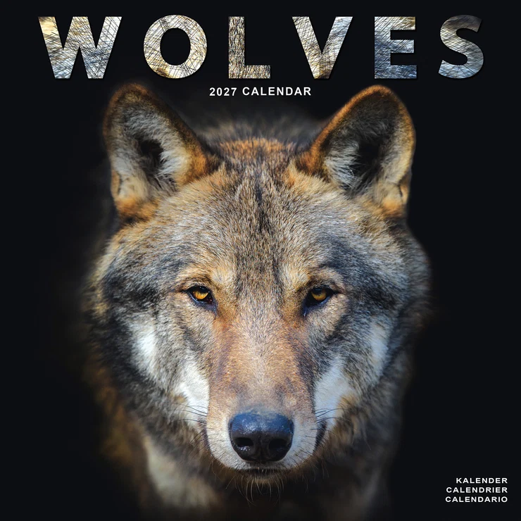 Kalender 2027 Wolf - Wölfe - Wolves