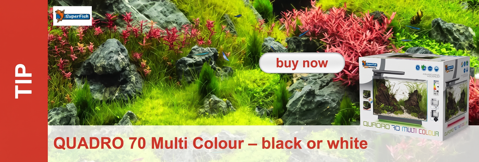 A vibrant aquascape tank with dense green ground cover and bright red aquatic plants amongst dark grey rocks. Several small, blue ornamental fish swim amongst them. Right: SuperFish Quadro 70 Multi Colour, ‘Buy now’.