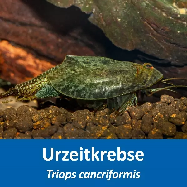 Grosses Urzeitkrebs Komplettset Grosses Urzeitkrebs Komplettset