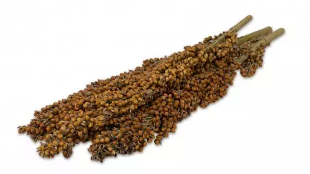 JR Dari-Kolben Nager 100 g