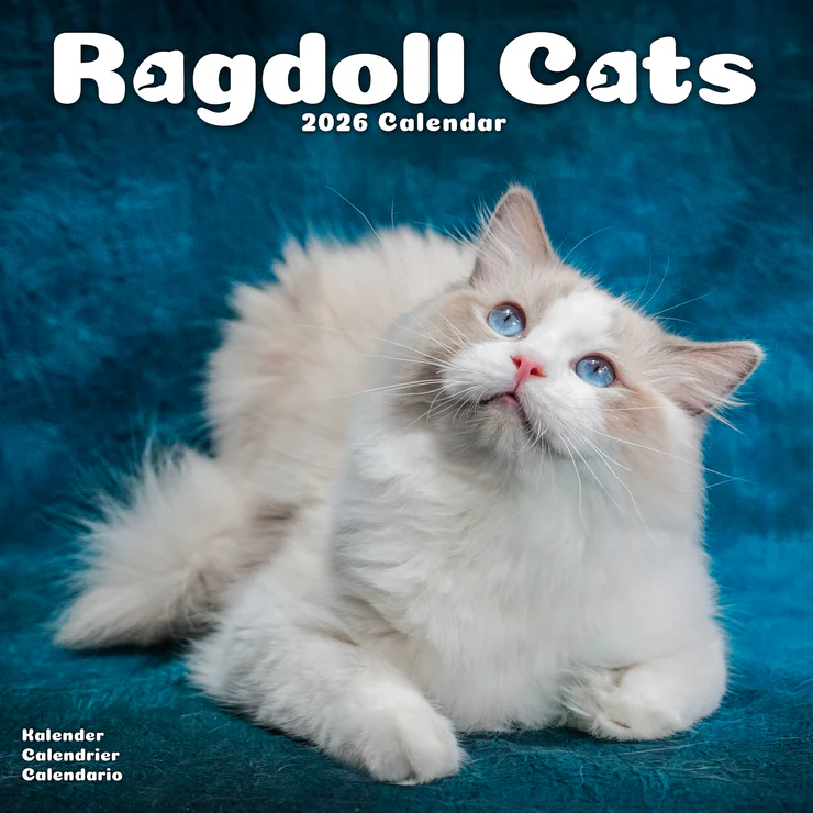 Ragdoll Cats Kalender 2026