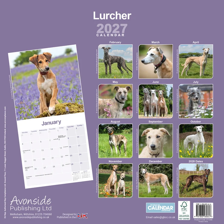 Kalender 2027 Lurcher - der Windhund-Mix