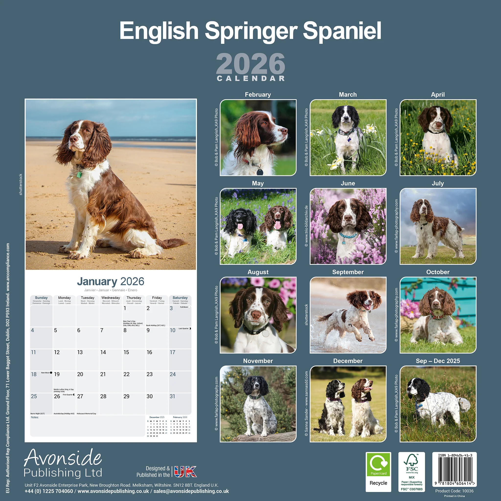 Calendrier 2026 avec des photos de l'English Springer Spaniel. Couverture avec un chien à la plage. Photos mensuelles de chiens au fil de l'année.