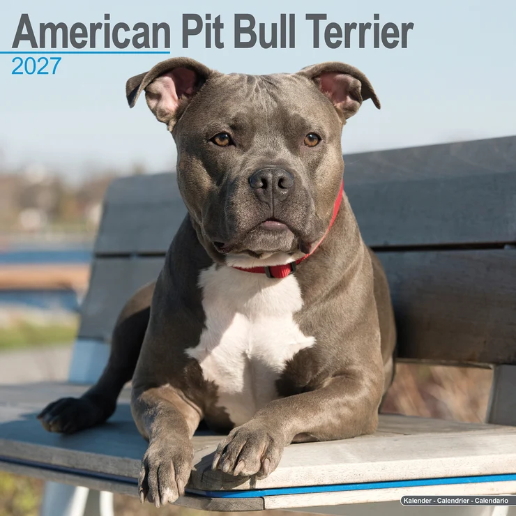 Kalender 2027 American Pit Bull Terrier