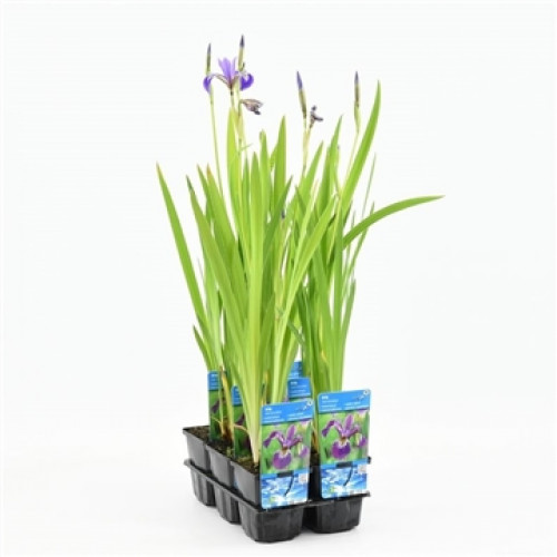 English water mint (9cm) - Preslia cervina 'Alba'