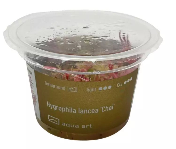 Hygrophila lancea 'Chai'