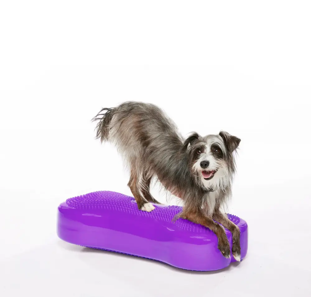Ein kleiner, glücklicher Hund mit grau-weißem Zottelfell steht auf einem leuchtend violetten, knochenförmigen Balancekissen. Vorderpfoten ausgestreckt, Hinterbeine leicht angehoben. Er blickt freudig in die Kamera.